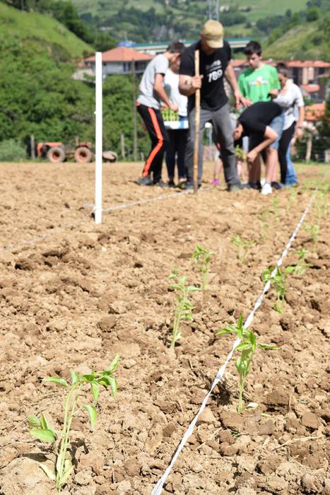 Piper landaketa Ibarran, 201 42 1494844527056