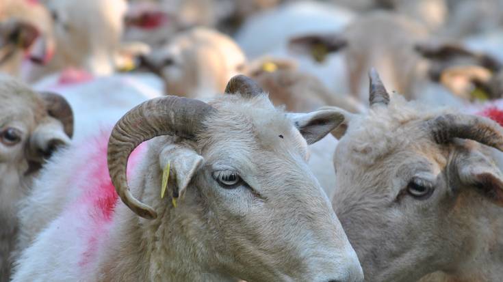 Zabalik da epea artile bilketan izena emateko