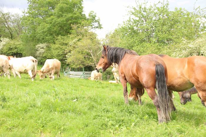 Larre irekiera ekitaldi bere 26 1588336788118