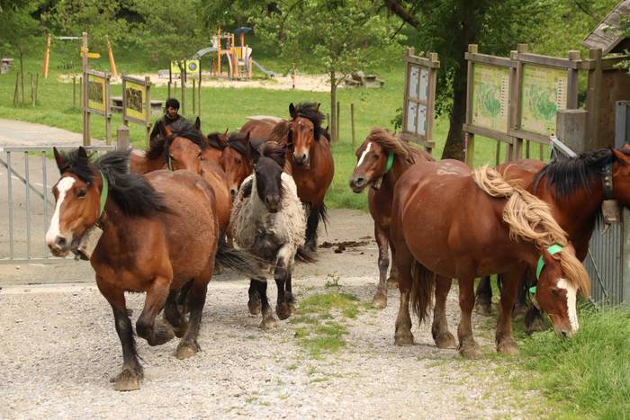 Larre irekiera ekitaldi bere 20 1588336784497