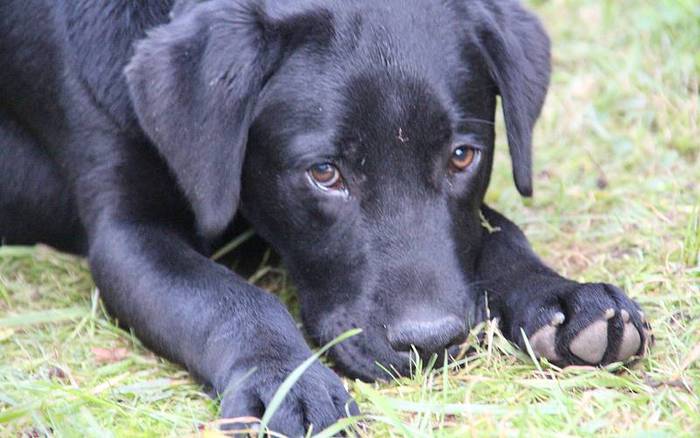 san anton berastegi 2016 10 1453114662797