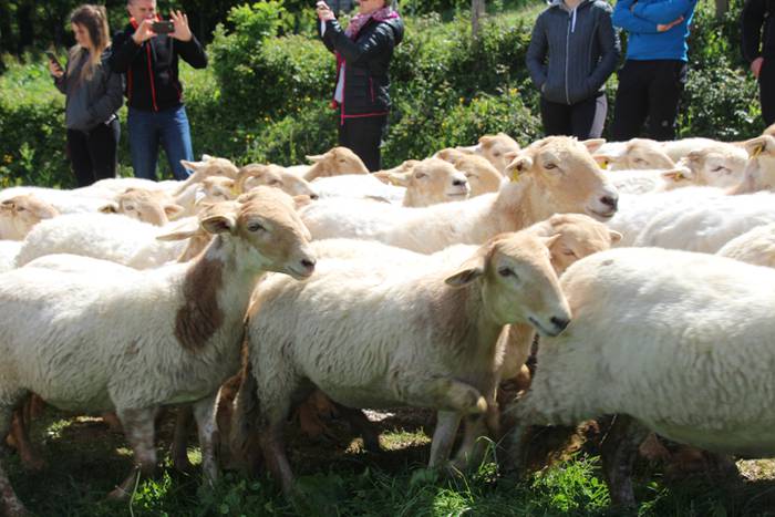 Larre irekiera Larraitzen 20 94 1493640238544