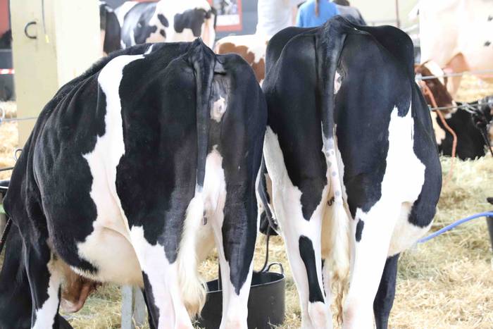 XII. Euskal Herriko Frisoi T 13 1637418668110