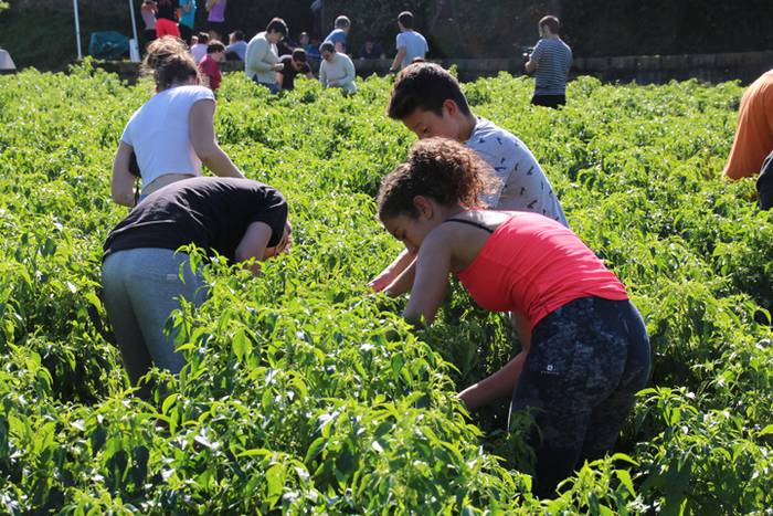 Ibarrako piperrak biltzen 20 49 1506521189898