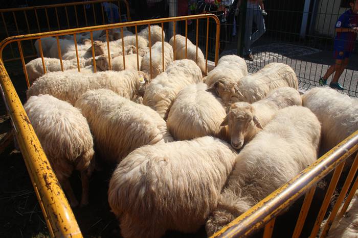 Berezia eta jendetsua 60 1506256784416