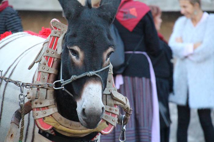 Gazteak nagusi, ximaurra gar 11 1507490433358