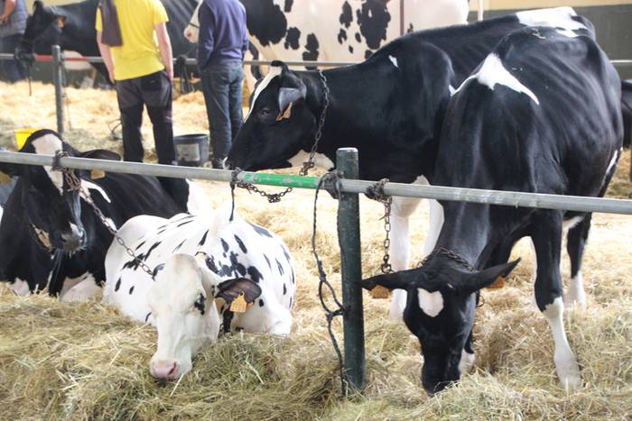 Frisoi Txapelketa 2015 12 1447530179581