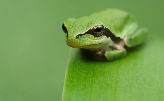 Biodibertsitategunea