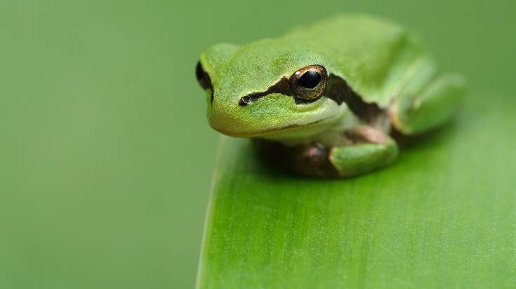 Biodibertsitategunea