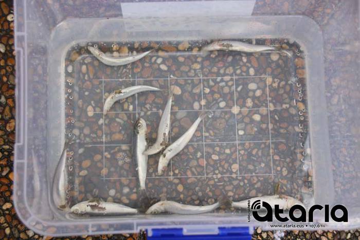 Irudimenak gainezka egin du 278 1518367102705