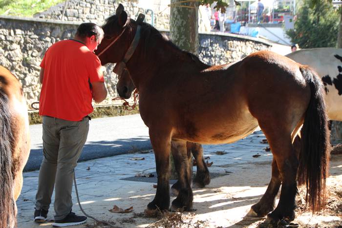 Animali, barazki eta artisau lanen bilgune 24 1477830847702