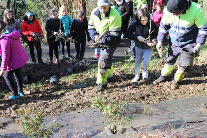 Tolosako ikasleek zuhaitzak  11 1520435483668