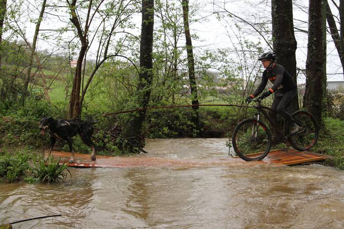 Zizurkil, txakur krosa 12 1490473868362