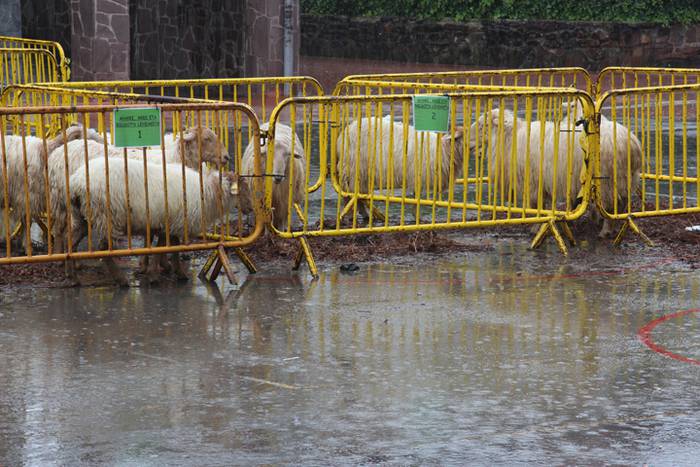 Geroz eta jendetsuagoa 35 1509897006831