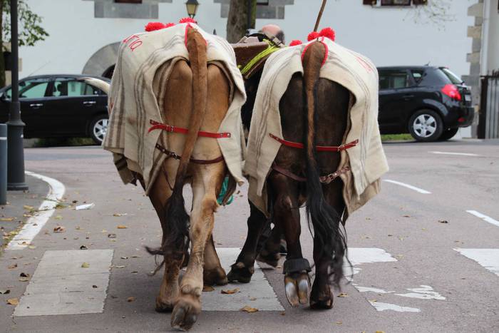 Idiek irabazi diete astoei A 11 1541962034994