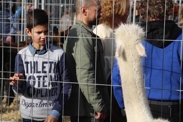 Tolosa Gabonetako Azoka berezia 2015 27 1450532623147