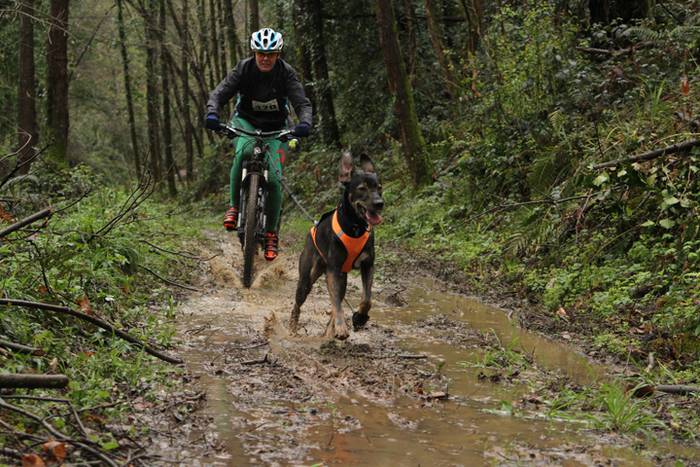 Zizurkil, txakur krosa 16 1490473888409