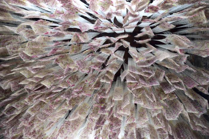 Lore eta Landare azoka Tolos 20 1652529028331