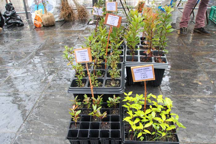 Zuhaitz Azoka Tolosan 2016 26 1456601475628