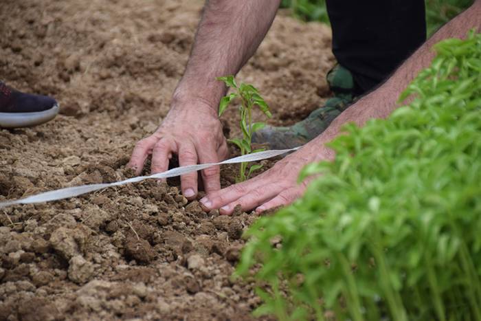 Ibarrako piperrak landatzen, 30 1527075777416