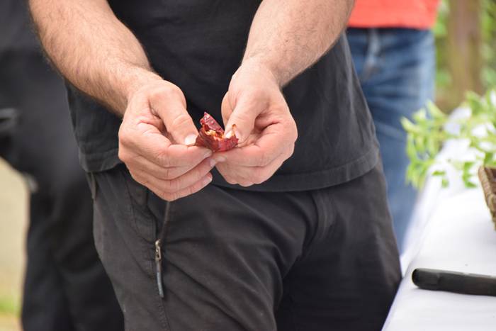 Ibarrako piperrak landatzen, 17 1527075701537