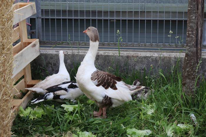 Udaberriko azokak girotu du  26 1653218808518