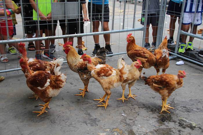 Haurrentzat puzgarriak, gazt 52 1660404679110