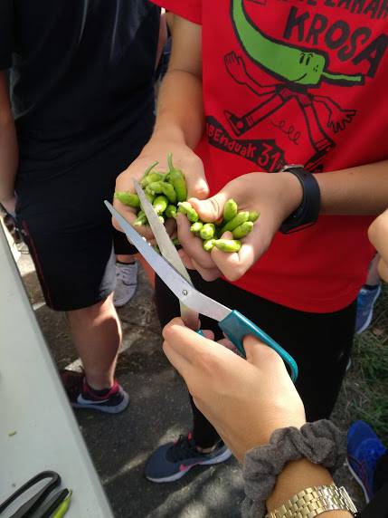 Ibarrako piperrak biltzen ar 9 1538055400461