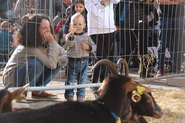 Tolosa Gabonetako Azoka berezia 2015 16 1450532618599