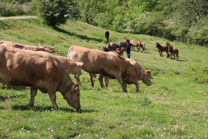 Larre irekiera Larraitzen 20 85 1493640179126