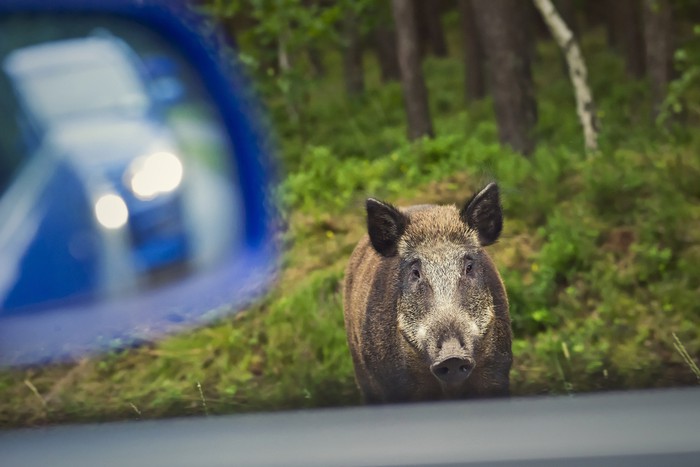 Ehiza, basurdeak eta errepideak
