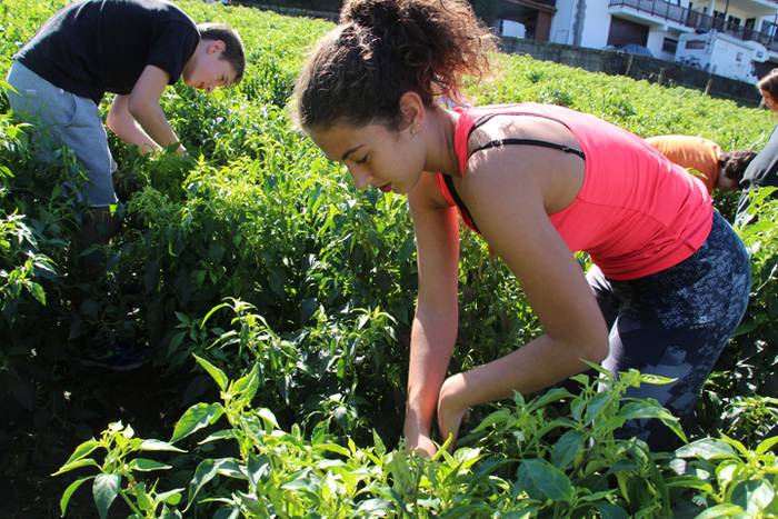 Ibarrako piperrak biltzen 20 32 1506521053828