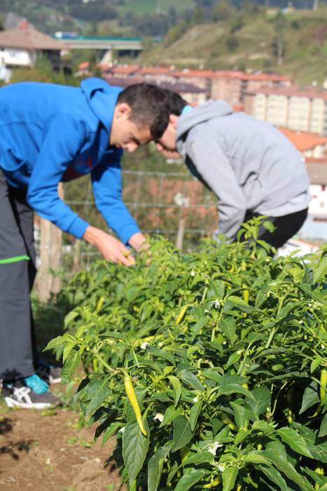 Piperraren zikloa 2015 9 1445442213616