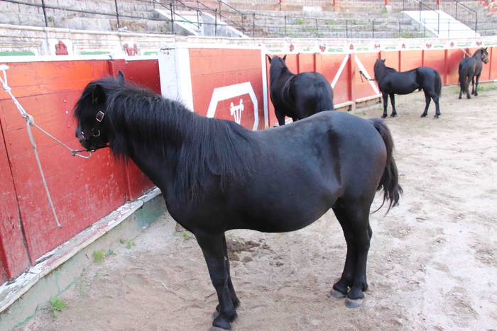 pottoka topaketa tolosa 12 1537627159904