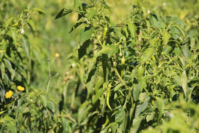 Ibarrako piperrak biltzen 20 10 1506520877263