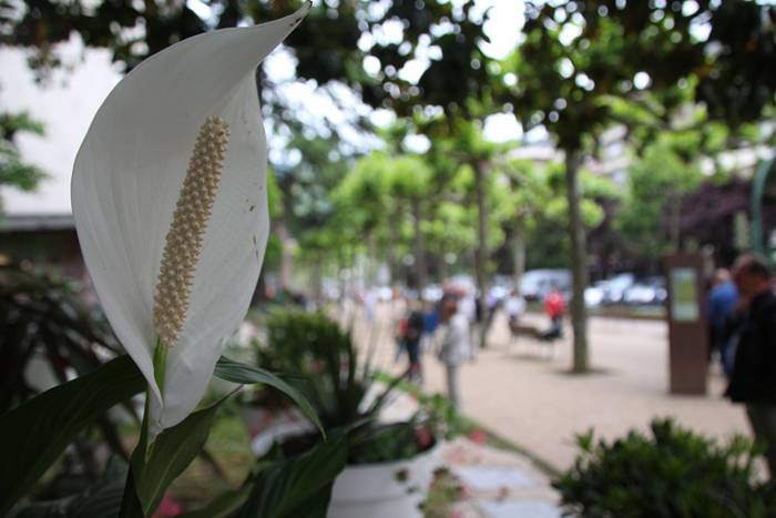 Eta liliek Tolosa ere amets 9 1495290235941