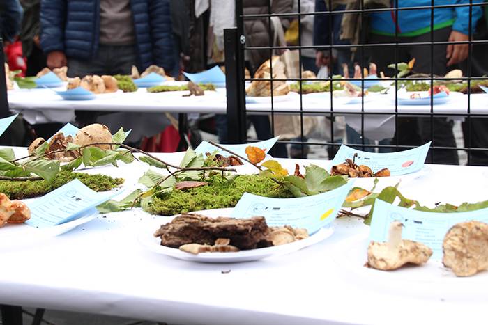 AZOKA MIKOLOGIKOA 2017 32 1508591695084