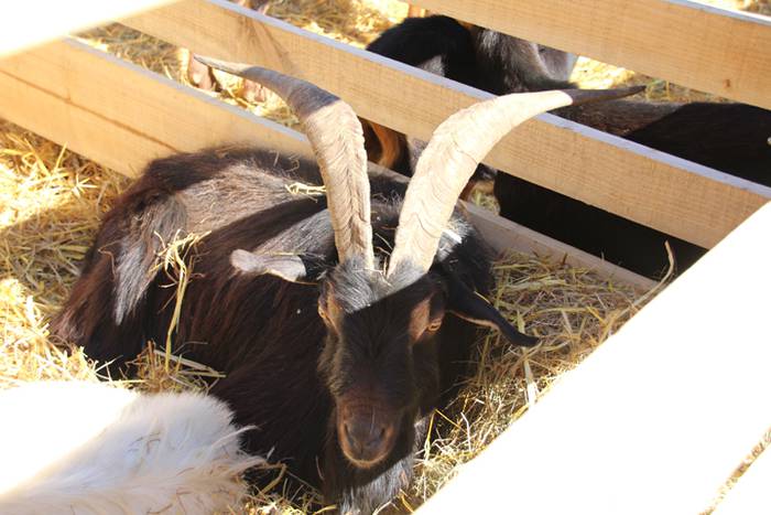 Lurraren zaindari direnen er 83 1507466557834