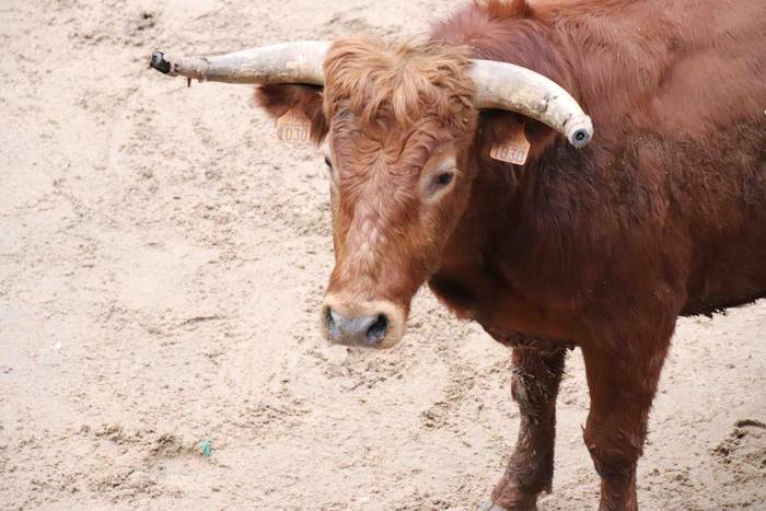 Itzuli dira plazara 60 1645726411098