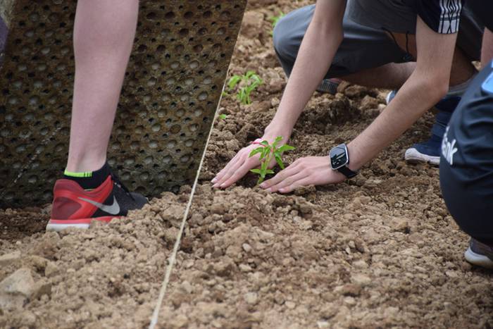 Ibarrako piperrak landatzen, 38 1527075825160