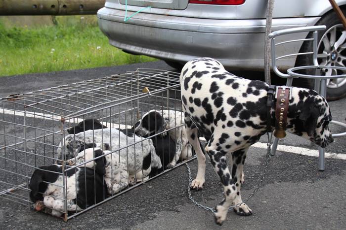 Aralarko larre irekiera 4 1462122122293