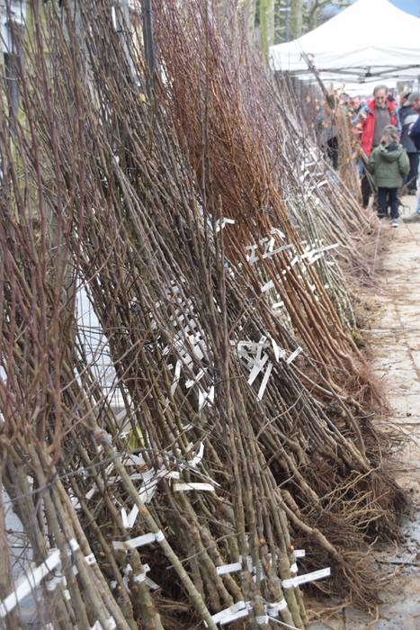 Zuhaitz Azoka, Tolosa, 2017 17 1486819663419