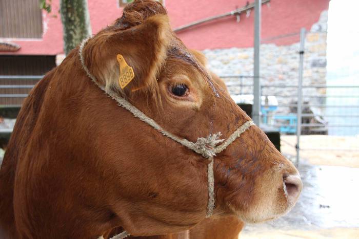 Azoka, hamaiketako eta guzti 23 1540733622810