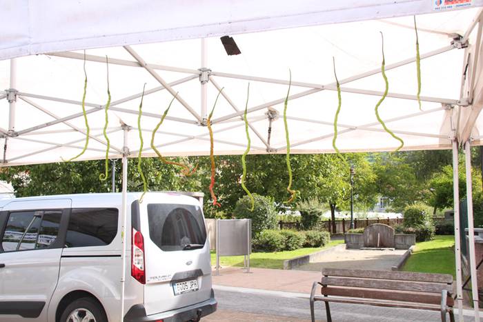 Piperra baino askoz gehiago 34 1505654797513