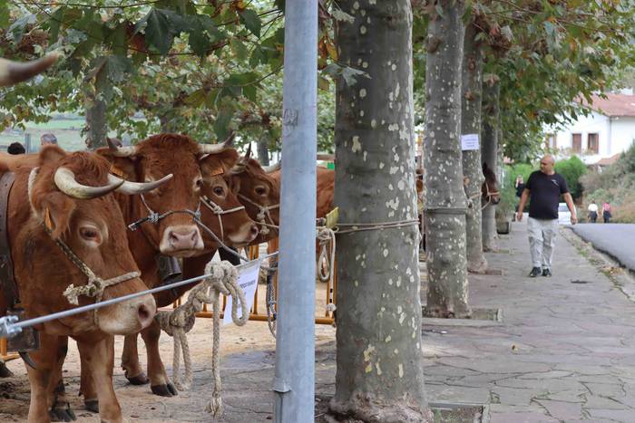 Herriko abereek eta inguruko 35 1667129843511