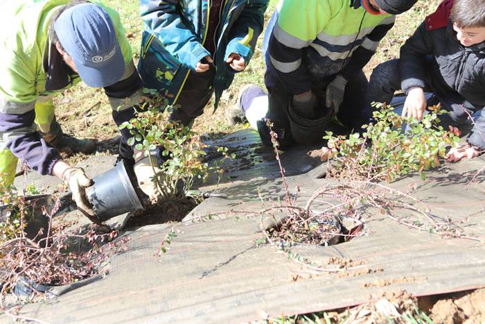 Tolosako ikasleek zuhaitzak  23 1520435564142