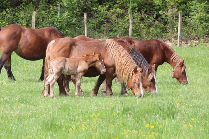 Amasamendiko larreetan bazka 1 1525172789378