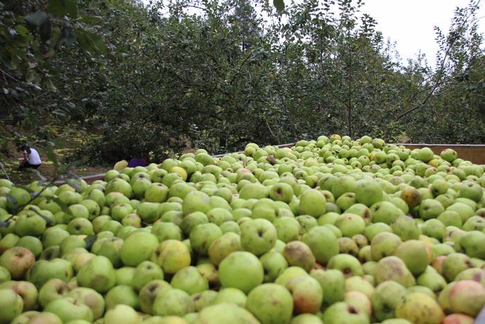 Sagarrak jasotzen. Altzo. Sa 20 1631723383326