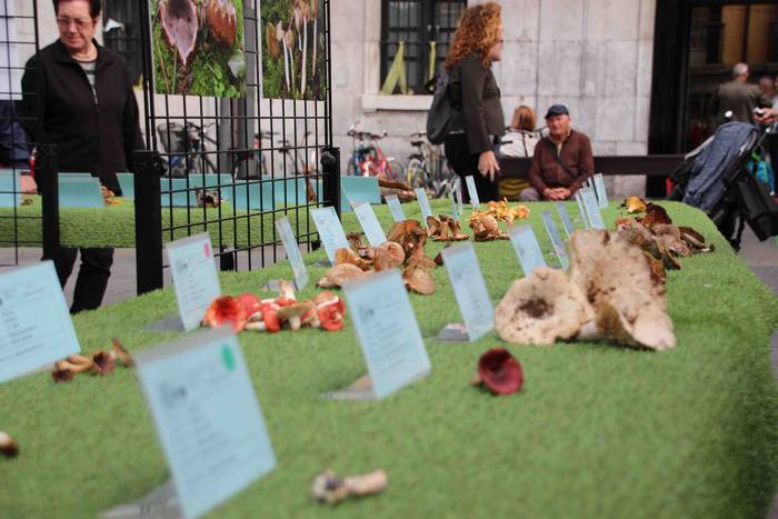 5.000 kilo txanpinoi saltsan 20 1571486539652