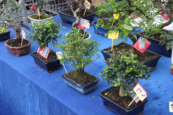 Zuhaitz Azoka Tolosan 2016 41 1456601482071